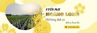 Vườn mai Ho&agrave;ng Long chuy&ecirc;n cung cấp c&aacute;c giống mai mới độc lạ